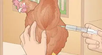 Prevent Diseases in Chickens