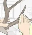 Clean Deer Antlers