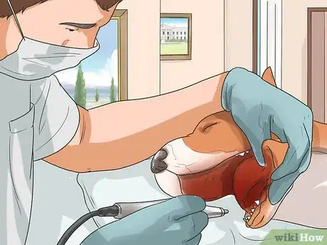 Image titled Prevent Canine Periodontal Disease Step 2