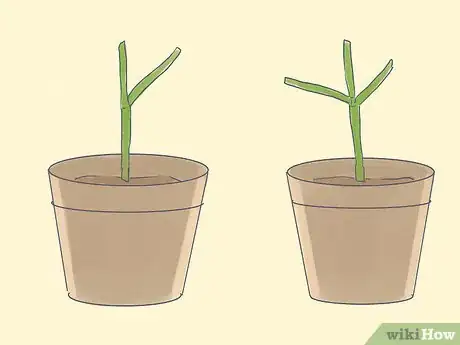 Image titled Grow a Pencil Tree (Euphorbia Tirucalli) Step 11