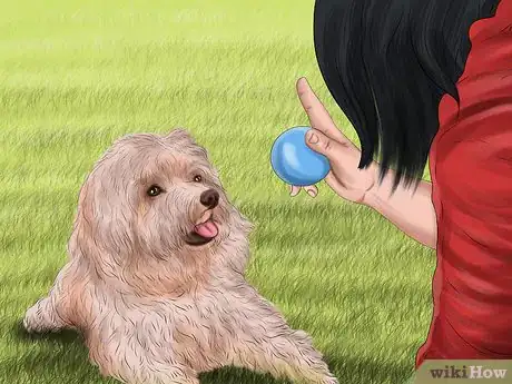 Image titled Handle a Little Dog with a Big Attitude Step 11