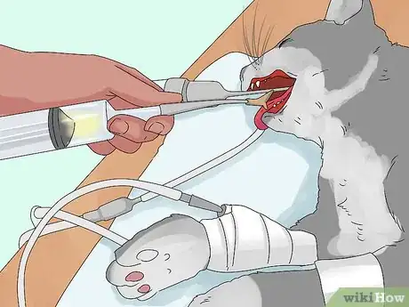 Image titled Handle Mothball Poisoning in Cats Step 15
