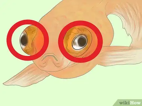Image titled Treat Fungal Infections in Fish Step 12