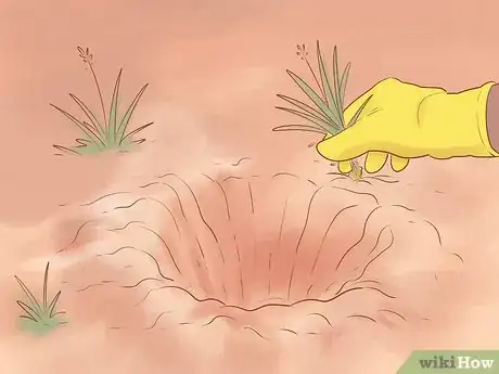 Image titled Plant Leyland Cypress Step 11