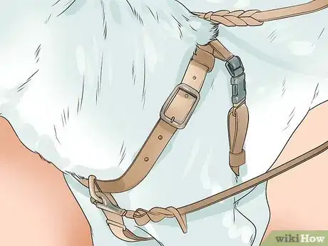 Image titled Take Care of an Alaskan Husky Step 9