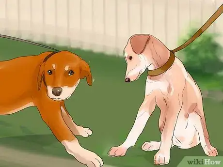 Image titled Walk Two Dogs at the Same Time on Leashes Step 12