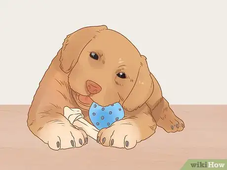Image titled Raise a Newfoundland Puppy Step 8