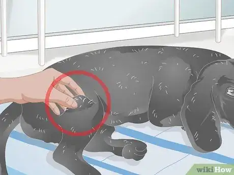 Image titled Make Grooming Comfortable for Older Dogs Step 10