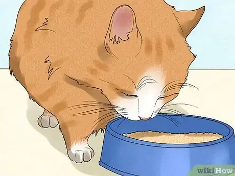 Image titled Spot and Treat Feline Asthma Step 11