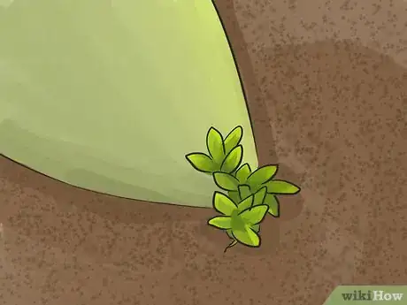Image titled Propagate Succulents (Without Rooting Hormone) Step 9