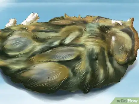 Image titled Determine Why Your Cat Does Not Groom Itself Step 1