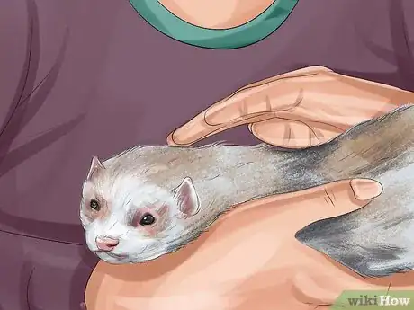 Image titled Train a Ferret Step 3