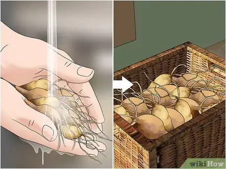 Image titled Harvest Daylilies Step 8