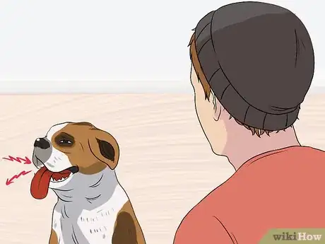 Image titled Diagnose Cardiac Disease in Senior Dogs Step 2