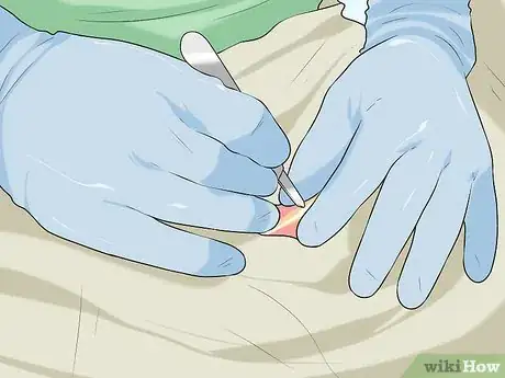 Image titled Treat Metabolic Disease in Older Dogs Step 6