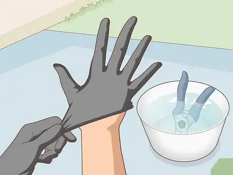 Image titled Care for a Crown of Thorns Step 12