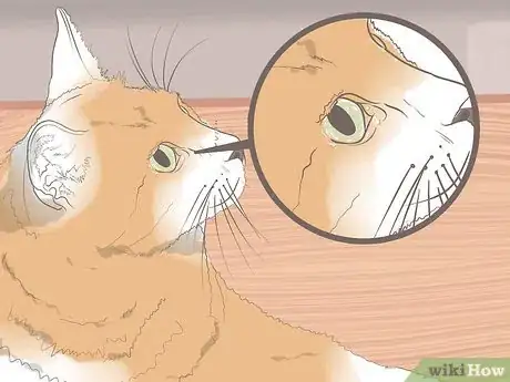 Image titled Diagnose Keratitis in Cats Step 4