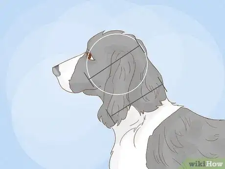 Image titled Identify an English Springer Spaniel Step 2