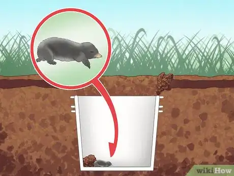 Image titled Catch Moles Step 4