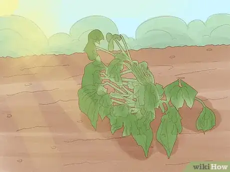 Image titled Grow Bottle Gourds Step 13