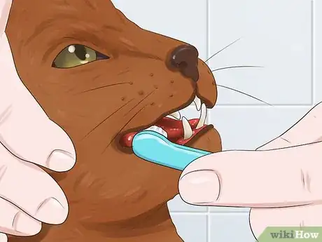 Image titled Care for a Havana Brown Cat Step 4