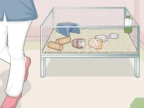 Image titled Prepare for Your New Guinea Pig Step 17