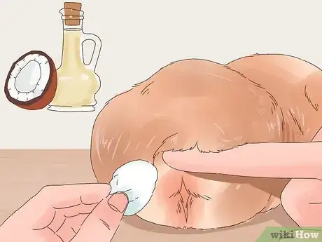 Image titled Show a Guinea Pig Step 3