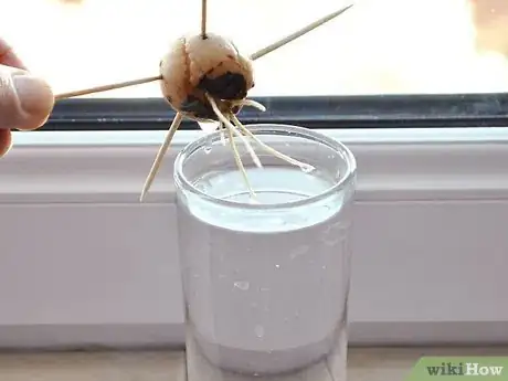 Image titled Grow an Avocado As a Houseplant Step 13