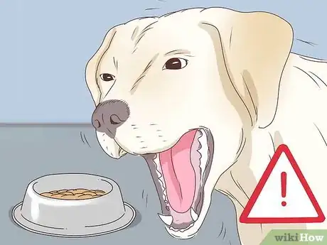 Image titled Recognize and Treat Dwarfism in Dogs Step 4