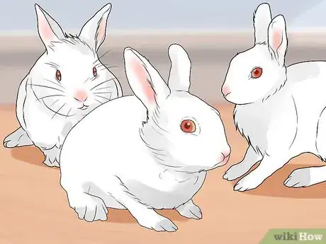 Image titled Choose a Pet Rabbit Step 13
