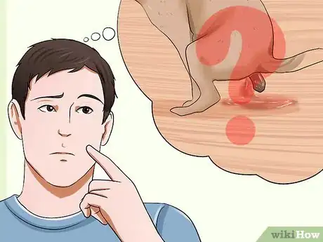 Image titled Solve Digestive Problems With Small Dogs Step 5