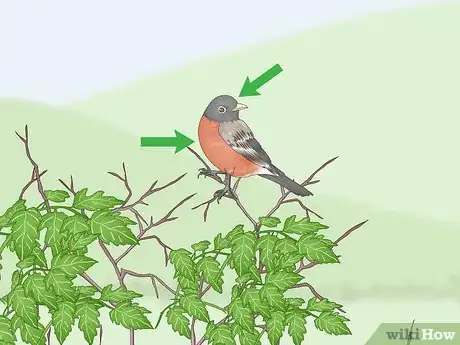Image titled Trap a Robin Bird Step 11