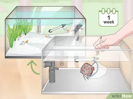 Image titled Prevent Fish From Getting Sick Step 10