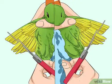 Image titled Groom Lories and Lorikeets Step 15