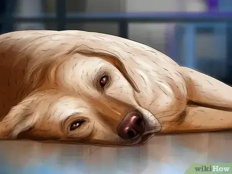 Image titled Treat Diarrhea and Constipation in Dogs and Cats Step 8