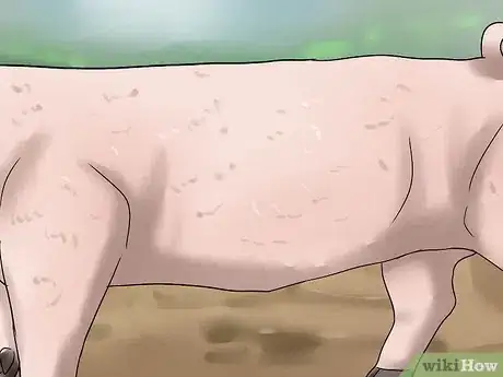 Image titled Pick out a Market Hog Step 7