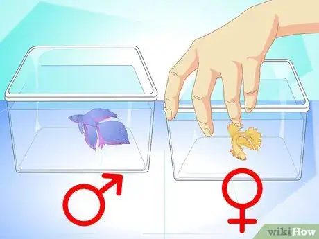 Image titled Breed Wild Bettas Step 3