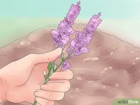 Image titled Care for Heather Plants Step 1