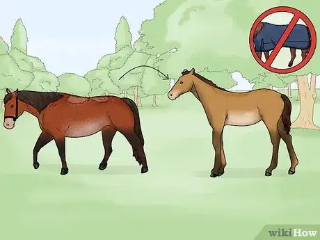 Image titled Prevent Rain Rot in Horses Step 4