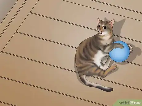 Image titled Avoid Losing Your Cat Step 8