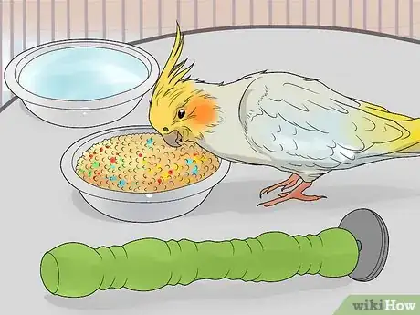 Image titled Keep Multiple Cockatiels Step 8