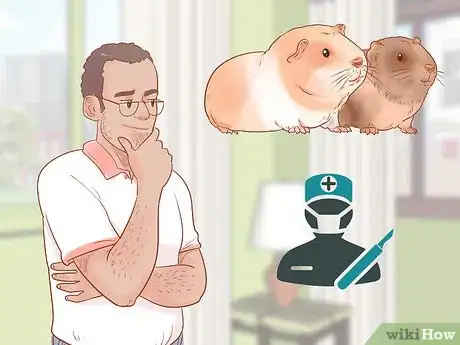 Image titled Neuter Your Guinea Pig Step 1