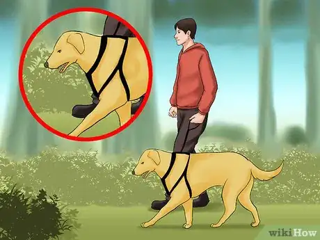 Image titled Walk a Dog in the Woods Step 11