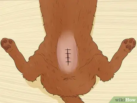 Image titled Care for a Havana Brown Cat Step 9