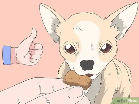 Image titled Train Chihuahuas Step 4