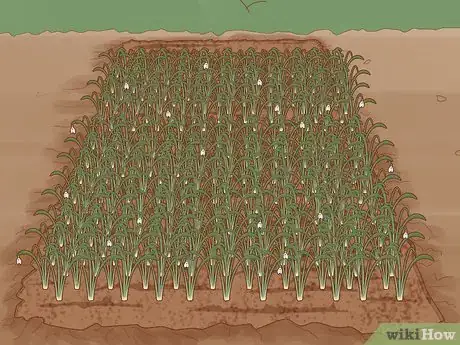 Image titled Plant English Bluebell Bulbs Step 13