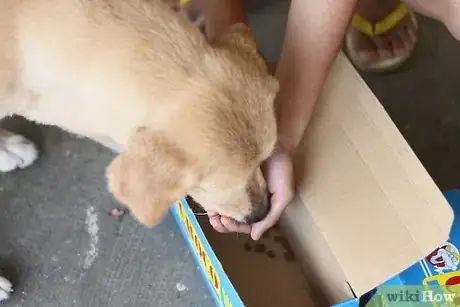 Image titled Train Your Dog in Nosework Step 9