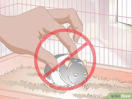 Image titled Deal With a Mean Hamster Step 7