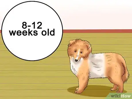 Image titled Care for Shelties Step 8