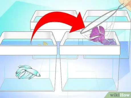 Image titled Breed Wild Bettas Step 5